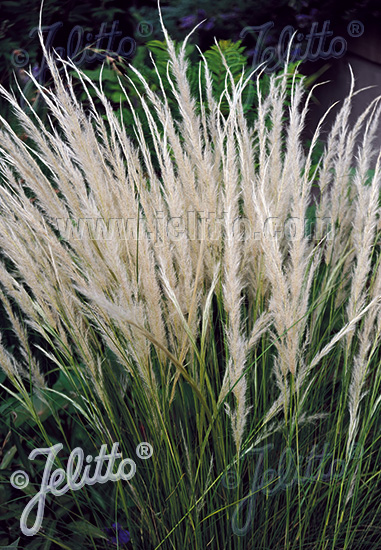 STIPA ichu, Peruánska perová tráva cca.20 semien